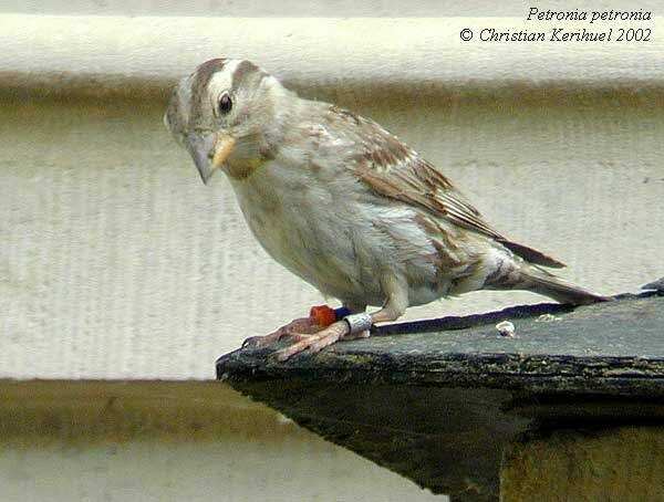 Rock Sparrow