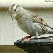 Rock Sparrow