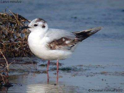 Mouette pygmée