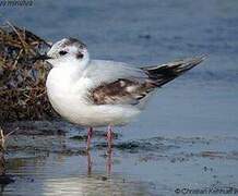 Mouette pygmée