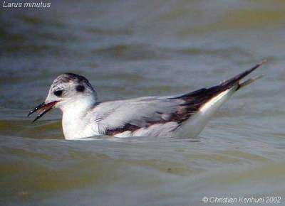 Little Gull