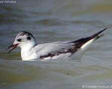 Little Gull