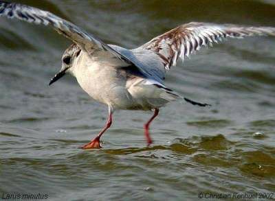 Mouette pygmée