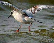 Little Gull