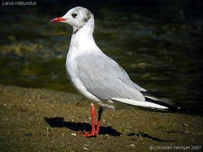 Mouette rieuse