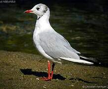 Mouette rieuse