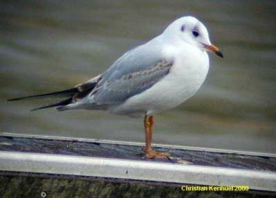 Mouette rieuse