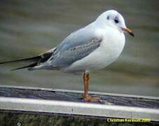 Mouette rieuse