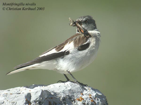 White-winged Snowfinch