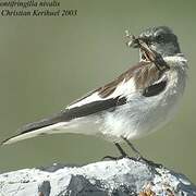 White-winged Snowfinch