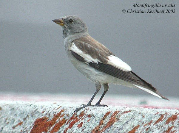 White-winged Snowfinch