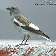 White-winged Snowfinch