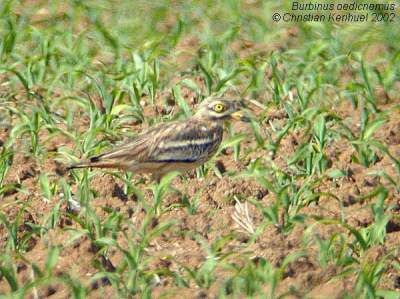 Eurasian Stone-curlew