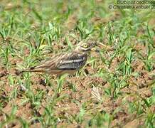 Eurasian Stone-curlew