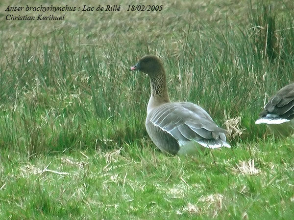 Pink-footed Goose