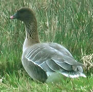 Pink-footed Goose