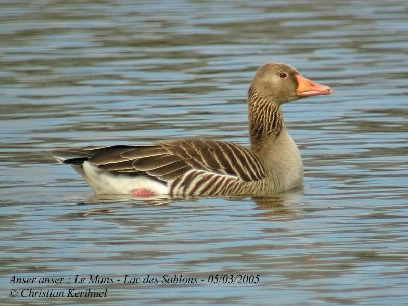 Greylag Goose