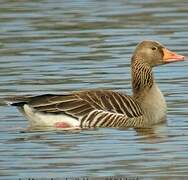 Greylag Goose