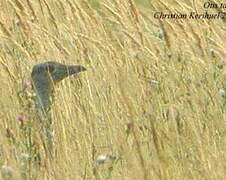 Great Bustard