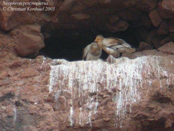 Egyptian Vulture