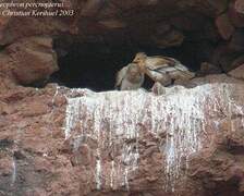 Egyptian Vulture