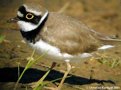 Little Ringed Plover