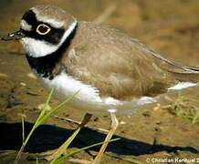 Little Ringed Plover