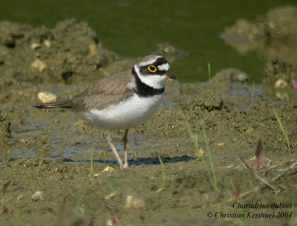 Little Ringed Plover