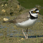 Little Ringed Plover