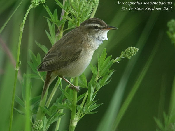 Sedge Warbler