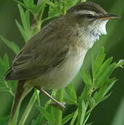 Sedge Warbler