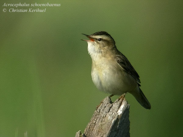 Sedge Warbler