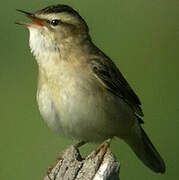 Sedge Warbler