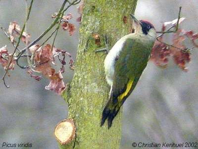 European Green Woodpecker