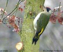 European Green Woodpecker