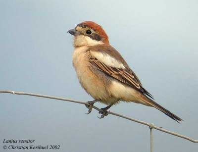 Woodchat Shrike