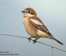 Woodchat Shrike