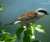 Red-backed Shrike