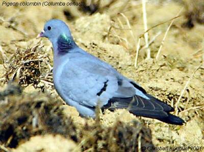 Pigeon colombin