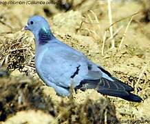 Stock Dove