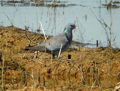 Pigeon colombin