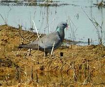 Stock Dove