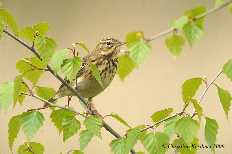 Pipit des arbres