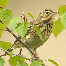 Pipit des arbres