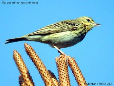 Pipit des arbres