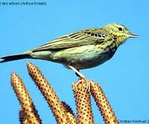 Pipit des arbres