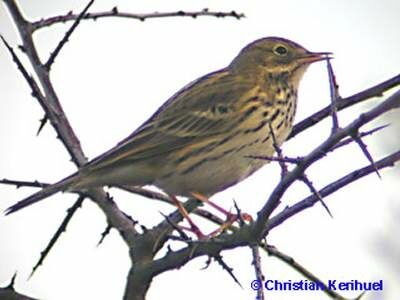 Pipit farlouse