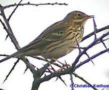 Meadow Pipit