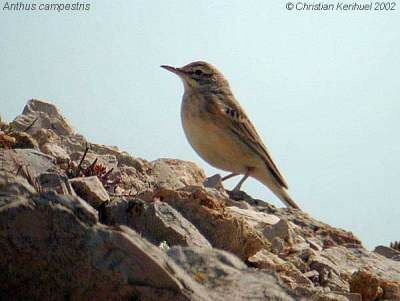 Pipit rousseline