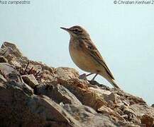 Pipit rousseline